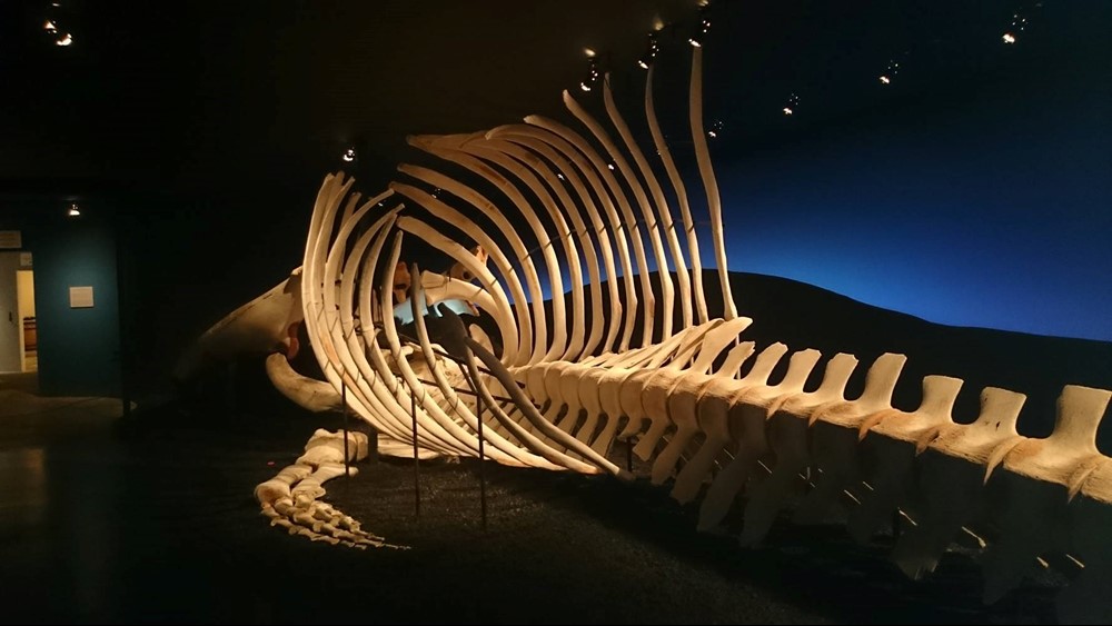 Husavik Whale Museum